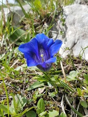 Gentiana clusii