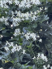 Clematis flammula