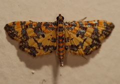 Eurrhyparodes tricoloralis