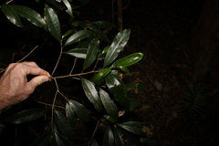Litsea reticulata