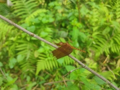 Neurothemis fulvia