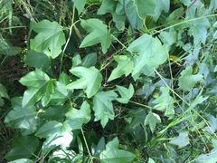 Passiflora herbertiana