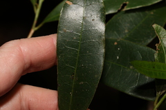 Litsea reticulata
