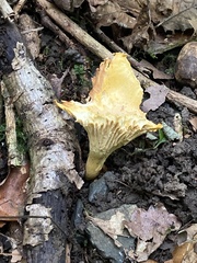 Cantharellus cibarius