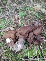 Gyromitra