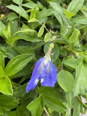Clitoria ternatea