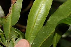 Litsea reticulata