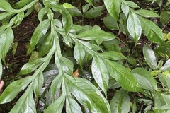 Amorphophallus paeoniifolius