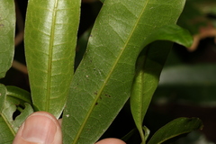 Litsea reticulata