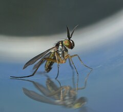 Rhaphium