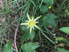 Passiflora herbertiana