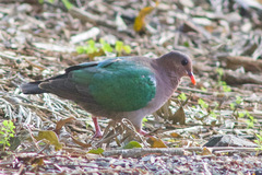 Chalcophaps longirostris