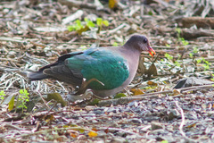 Chalcophaps longirostris