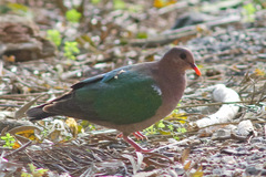 Chalcophaps longirostris