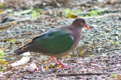 Chalcophaps longirostris