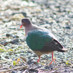 Chalcophaps longirostris