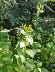 Verbesina occidentalis