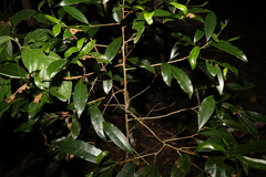 Litsea reticulata