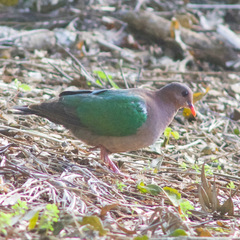 Chalcophaps longirostris