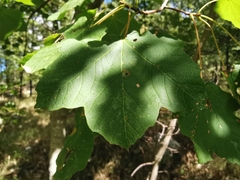 Acer opalus
