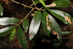 Litsea reticulata