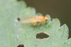 Chyromyidae