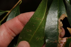 Litsea reticulata