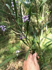 Glycine clandestina
