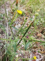 Picris hieracioides