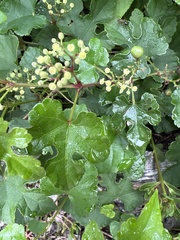 Ampelopsis