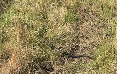 Pseudechis porphyriacus