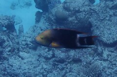 Cheilinus trilobatus