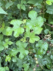 Ampelopsis