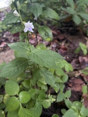 Asystasia intrusa