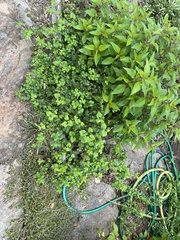 Ampelopsis