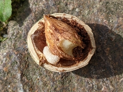 Curculio nucum