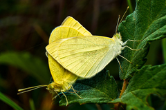 Pieris mannii