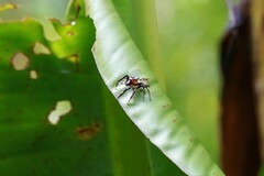 Colyttus
