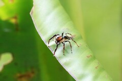 Colyttus