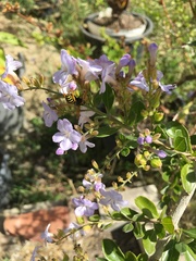 Polistes dominula