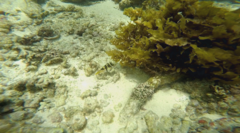 Canthigaster valentini