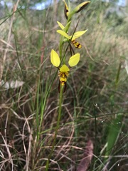 Diuris sulphurea