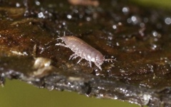 Trichoniscidae