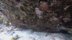 Canthigaster valentini