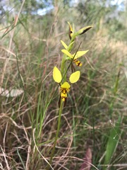 Diuris sulphurea