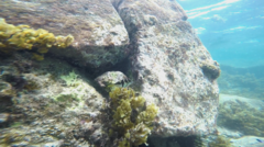 Canthigaster valentini