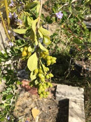 Duranta