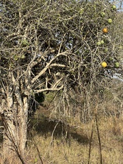 Strychnos madagascariensis