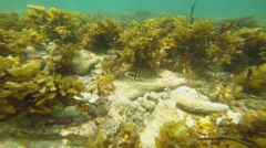 Canthigaster valentini