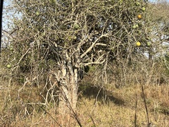 Strychnos madagascariensis